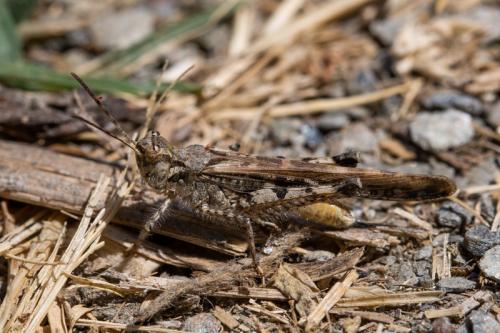 Réf. 219 500 : Acrotylus sp.